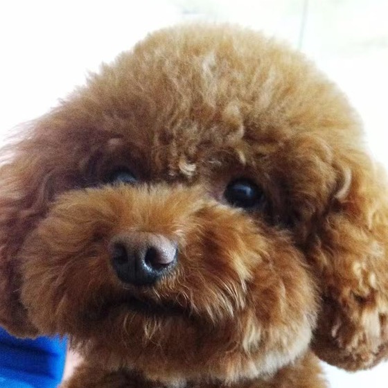 Bobo